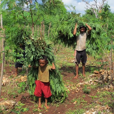 Leucaena is harvested in eastern Indonesia, before being fed to cattle. Image: Max Shelton